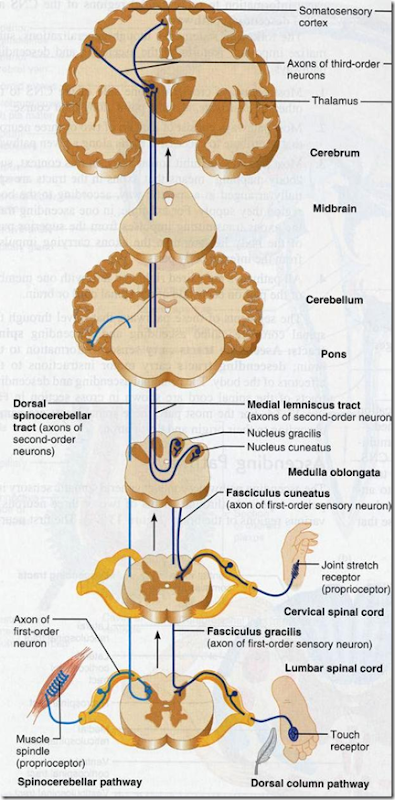 ascending and descending tracts of the spinal cord are found